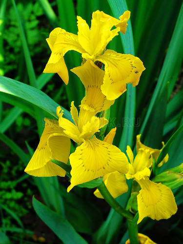 Ирис болотный кашпо 3л. многолетнее прибрежное растение для зоны регенерации (биоплато),арт.Iris pseudacorus С3